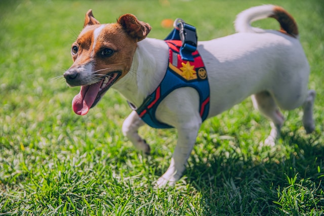 A Detailed Guide on the Factors to Consider When Purchasing a Medium Dog Harness