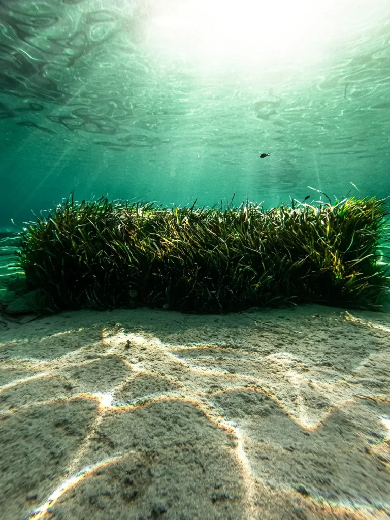 The Environmental Impact: Seaweed vs Kelp Harvesting
