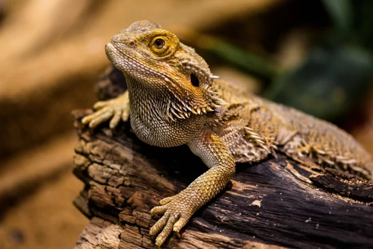 The Top Contenders: Exploring the Biggest Bearded Dragon Records