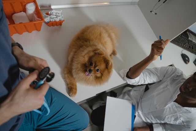 The Growing Need for an Airport Pet Crisis Clinic: Trends and Statistics