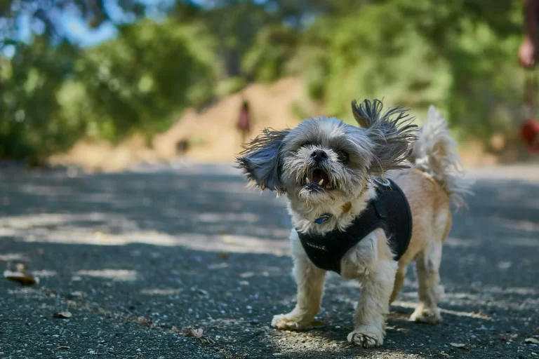 Choosing the Perfect Small Dog Harness: What You Need to Know