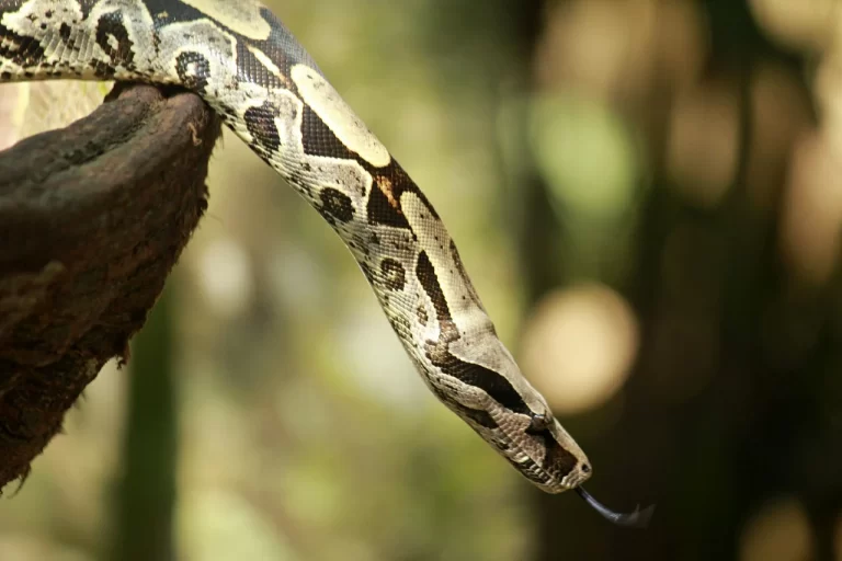 Myths and Facts: The Ultimate Guide to Caring for a Boa Pet