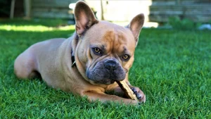 5 Ways to Choosing the Best Dental Chew for Dogs