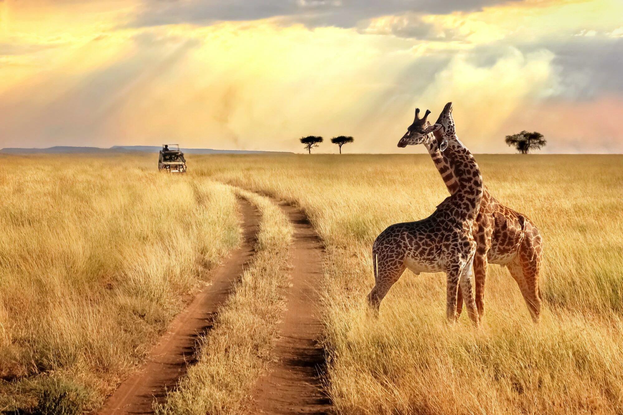 The Best Time to Visit Tanzania: Maximizing Your Travel Experience