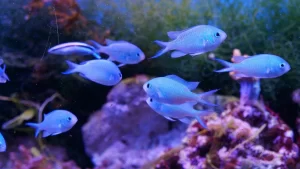 Top 6 Best Pet Fish For Saltwater Aquariums
