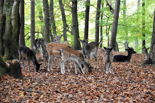 Europe's Fairy Tale Forests: Enchanted Woods